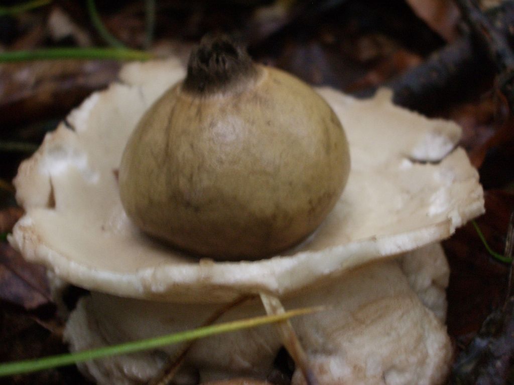 IMGP4694.JPG